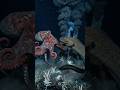 Mega Pacific Octopus vs Titan Giant Moray Eel #GiantOctopus #MorayEel #DeepSea #Underwater