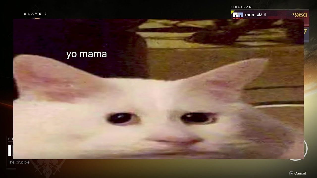 squish that cat youtube squish that cat youtube