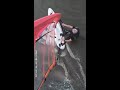 windsurf BIC TECHNO 273 CARBONE, Naish Alana 6.25m2, Mazerolles, 31 octobre 2022