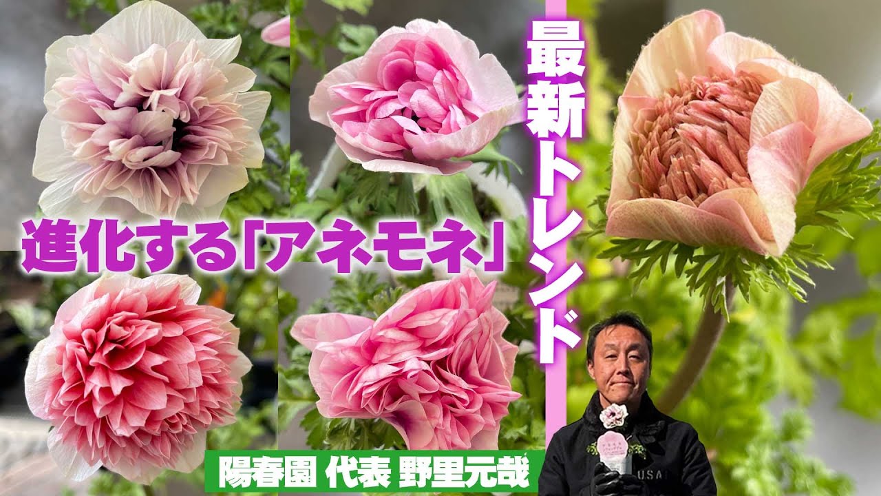 陽春園】定番「ポルト」から話題の希少品種「アンアリス」まで押さえて