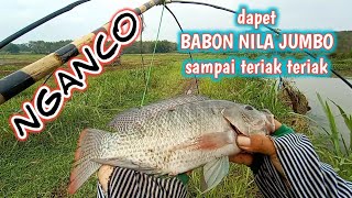 ANCO | begini rasanya nganco dapet babon nila jumbo