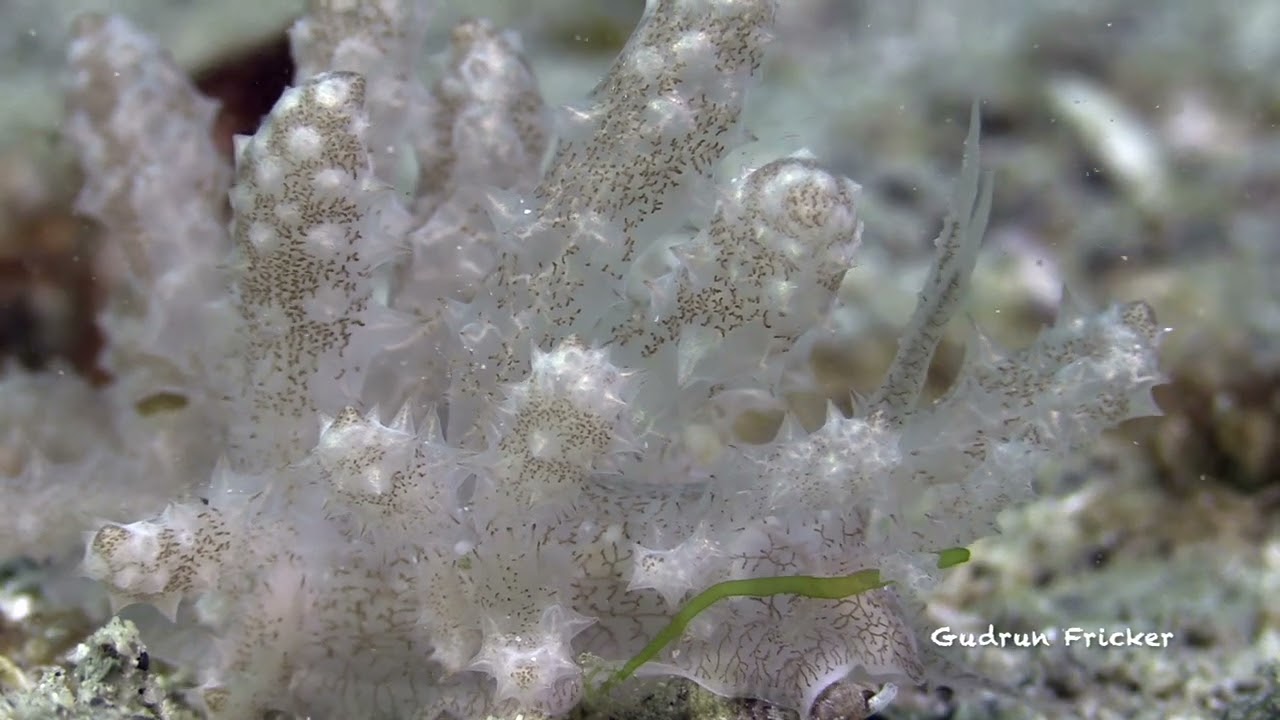 Phyllodesmium koehleri