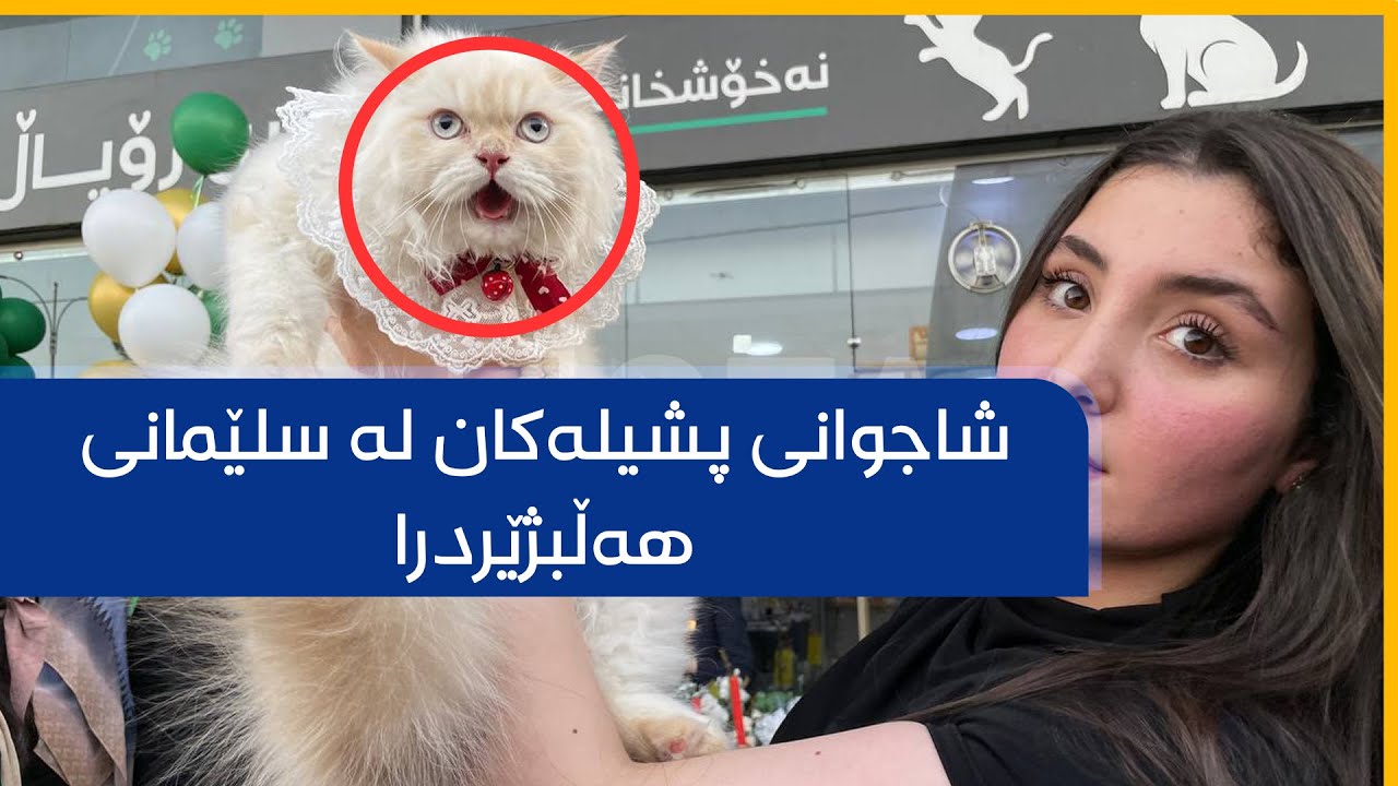 شاجوانی پشیلەکان لە سلێمانی هەڵبژێردرا