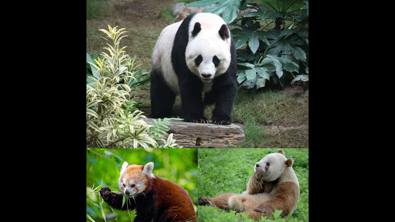 Three Types of Pandas 🐼 - YouTube