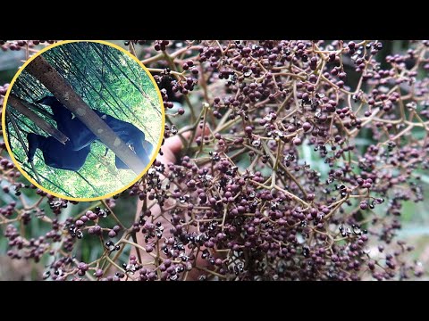 Video Bị Ngã Khi Trèo Cây lấy Mắc Khén Rừng - youtube