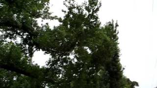 Tree Work 0809000909 021