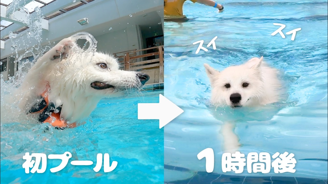 まったく泳げなかった犬がたった１時間でびっくりな成長をみせてくれて感動しました…！