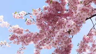 Cherry Blossoms in full bloom for Brooklyn Botanic Garden's Sakura Matsuri Festival