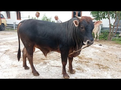 suara sapi, sapi moo, sapi jumbo, sapi lucu, sapi joget, sapi brahman ...