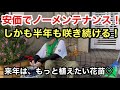 【庭仕事】半年も咲き続ける花！