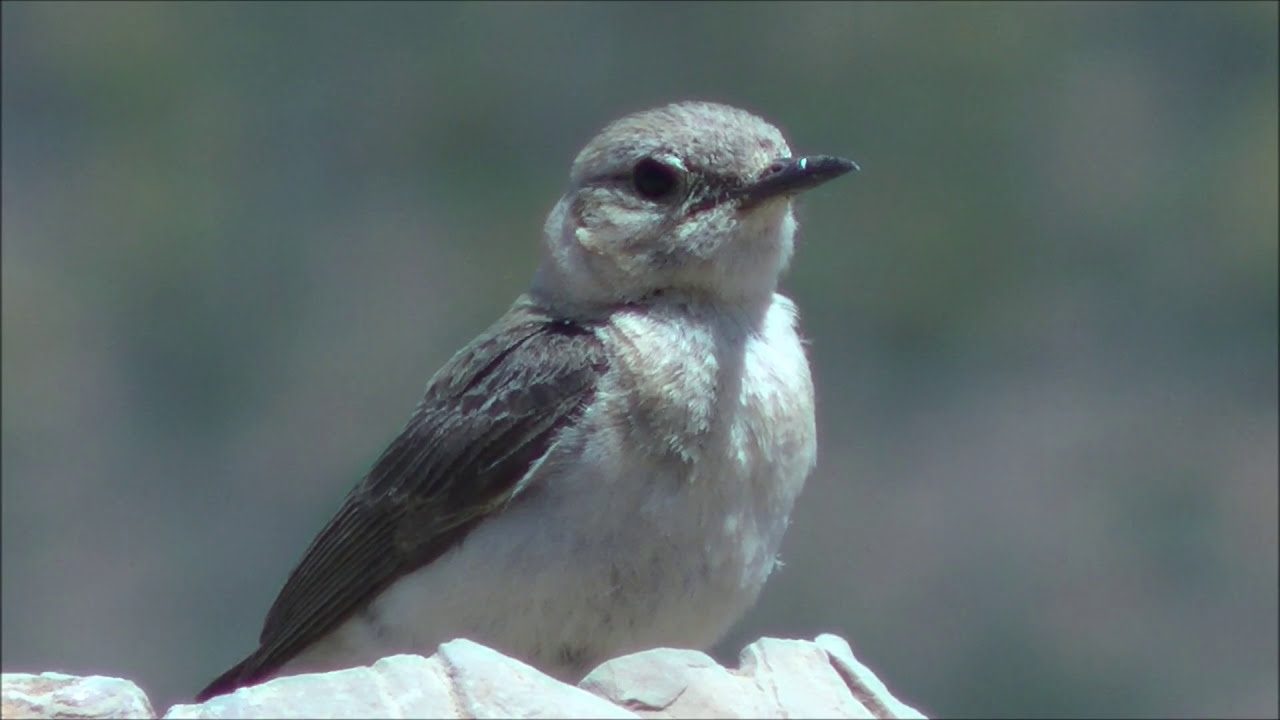 Collalba rubia occidental (Oenanthe hispanica) Western Black-eared Wheatear +