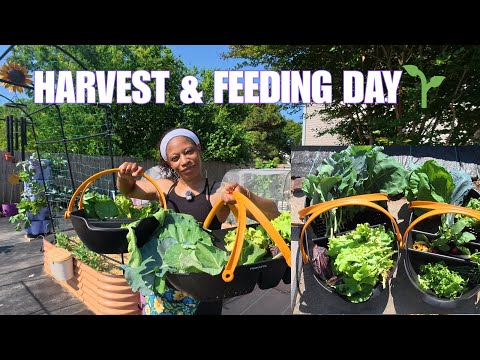 Harvest Friday + Fertilizing My Garden 🌿 What’s Growing Now! #fertilizerfriday #gardening #garden 