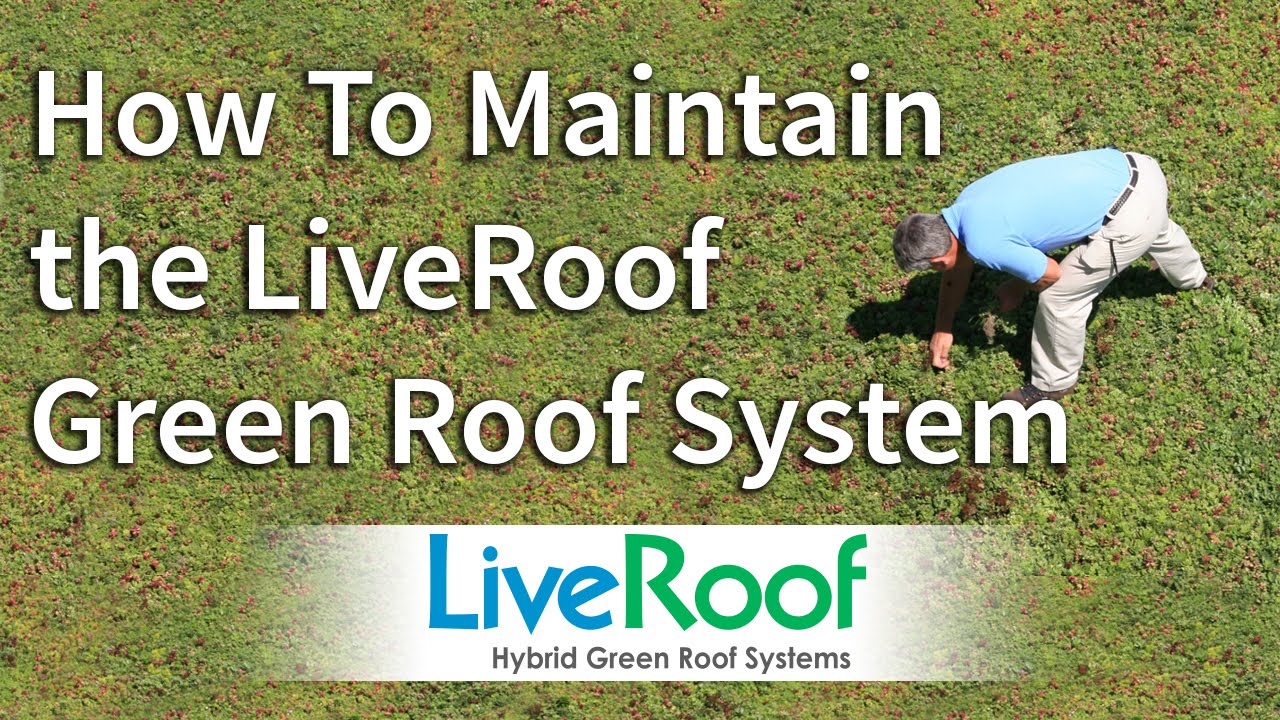 How to Maintain the LiveRoof Green Roof System - YouTube