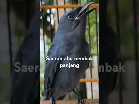 5 BURUNG KICAU TERMAHAL DI INDONESIA