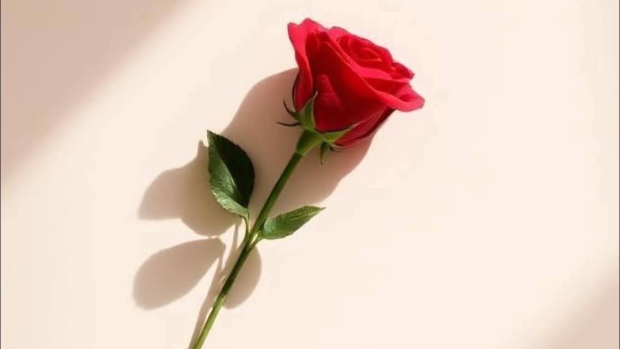 اللهم آكفنا شر كل نيه لاتشبه نوايانا الطيبه 🤍