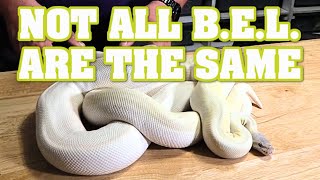 BELS, BELS, and more BELS!!  But, which BEL ball pythons are the BEST BELS?!?!