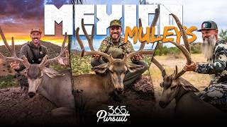 HUNTING GIANT MEXICO MULE DEER