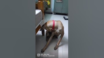 Thumbnail of This sound makes dogs go crazy......!
