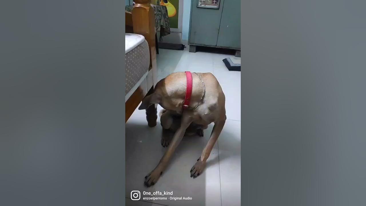 This sound makes dogs go crazy......!
