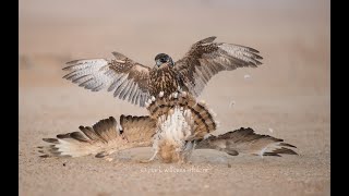 Houbara Hawking in Kazakhstan