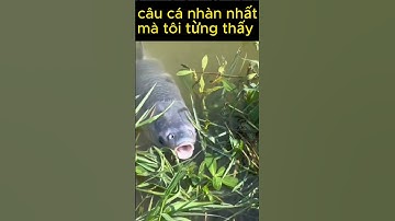 Câu cá mà nhàn dỗi quá luôn !!!#shorts #funny #fishing