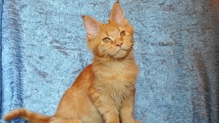 Франклин, рыжий котенок мейн-кун Франклин, рыжий котенок мейн-кун