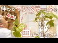【曲げ木】伸びたウンベラータの曲げる方法・切り戻しのカット【フィカスゴムの木】