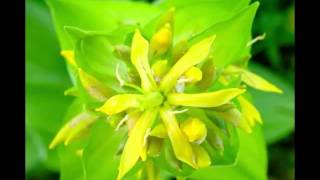 Gentian Herb Benefits