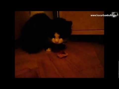Video: Ali Je Mačkam Varno Jesti Pasjo Hrano?