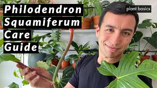 Philodendron Squamiferum Pflege: So halten Sie Ihre Pflanze gesund   planterhoma