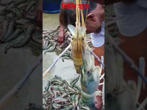 চিংড়ি বিক্রি হবে #shorts