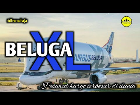 Video: Beluga Terbesar: Fakta Yang Disahkan