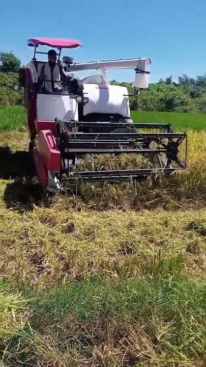 YANMAR AW70GV HARVESTER paddy cutting  MACHINE viral video my channel please  subscribe