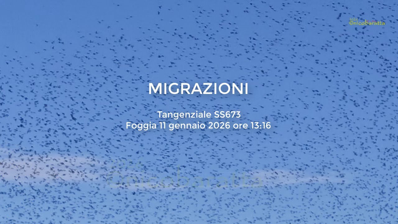 Migrazioni
