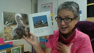 The Wonder of Bald Eagles: Nov 6, 2020 7:29 AM One Eagle Soaring Read Aloud