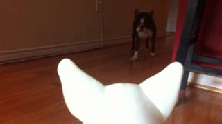 Titan VS Spuds Mckenzie