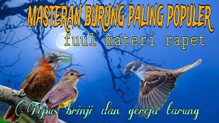 Masteran populer materi rapet❗ Tepus brinji tungir dan gereja tarung 🔥