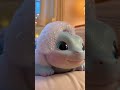 Baby Dragon Spa Grooming Bliss!