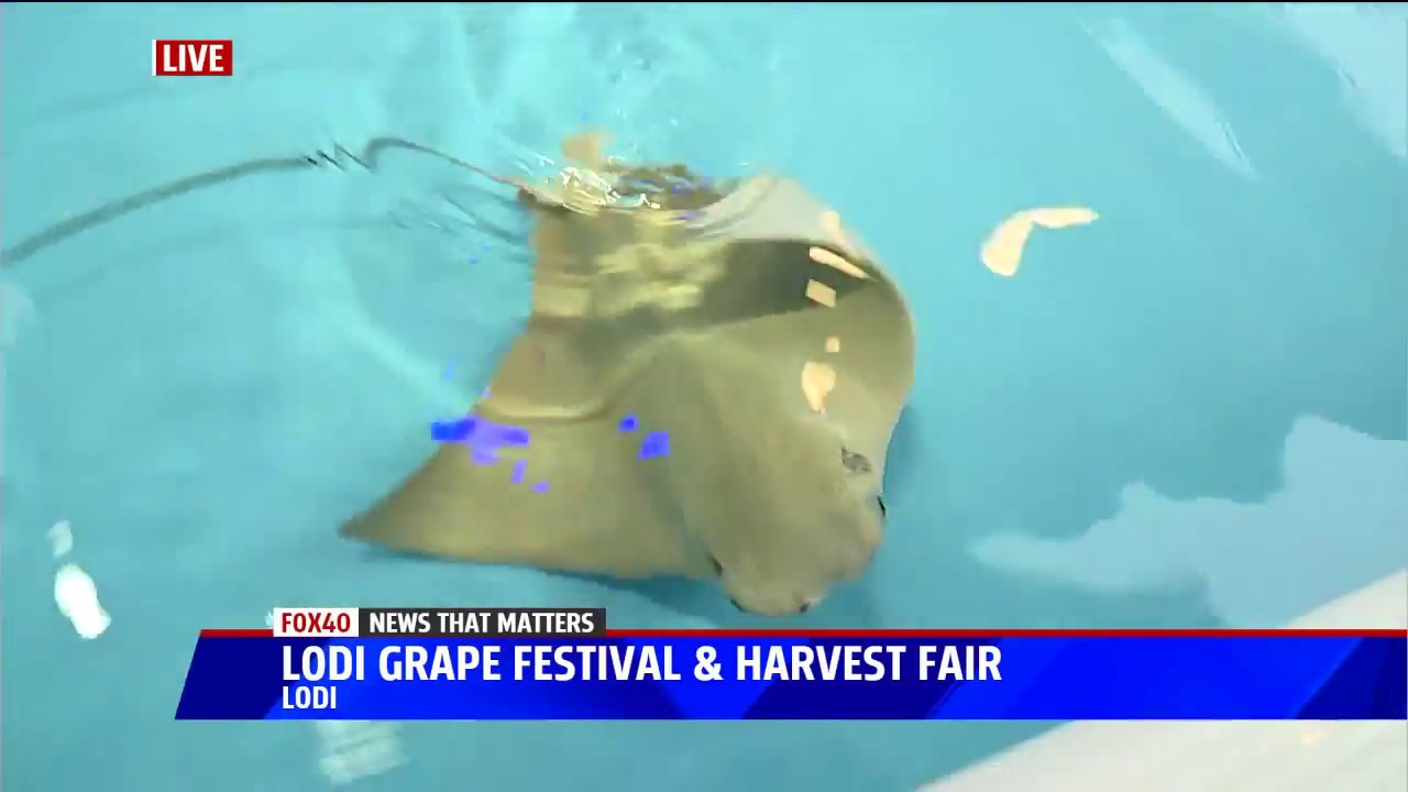 Lodi Grape Festival and Harvest Fair