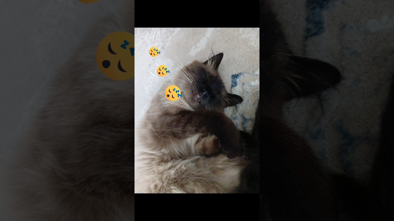 База солярис что это