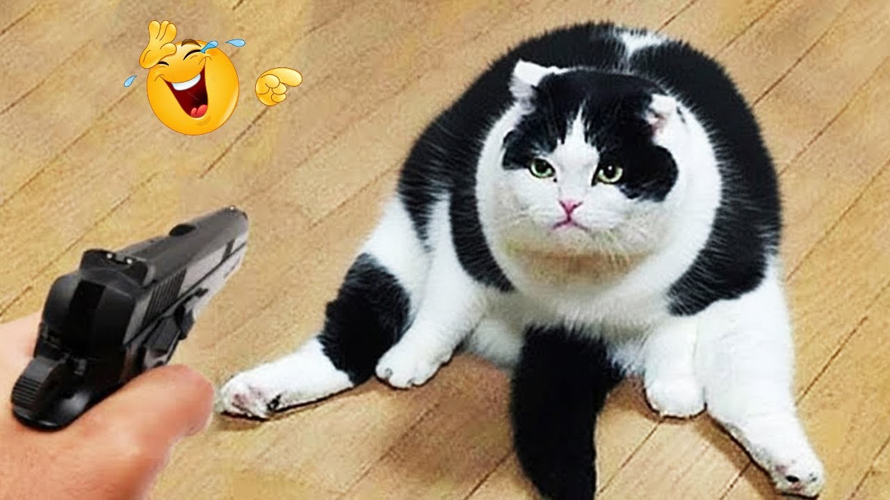 Funny Cats Acting Weird 😂😹 Best Cat Compilation 2026