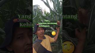 Pesona 51 HST JAGUNG HIBRIDA BIOTEKNOLOGI NK 212s Pendekar Sakti di lahan demplot PPL BPP RENGAT.