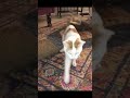 Cutecat catdance ytshorts funny animals informtv viral