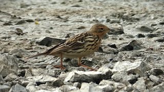 Linduška rudokrká (Anthus cervinus)