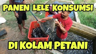 Harvesting Catfish Directly From the Farmer's Pond