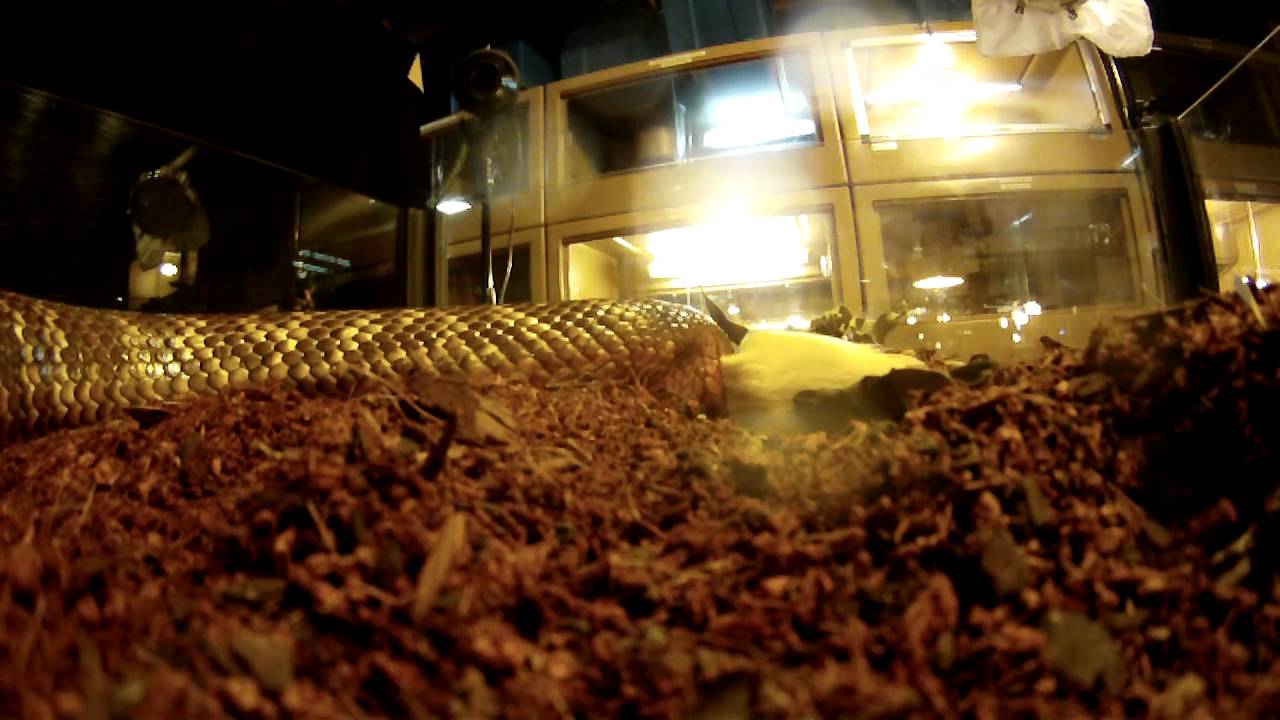 Collets Snake colletts black snake - YouTube
