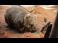 Feeding Time at WILD LIFE Sydney Zoo