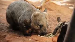 Feeding Time at WILD LIFE Sydney Zoo