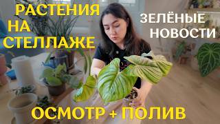 КАК перезимовали РАСТЕНИЯ | ОБЗОР растений НА СТЕЛЛАЖЕ, ПОЛИВ, уборка и небольшая РАСПАКОВКА новинок