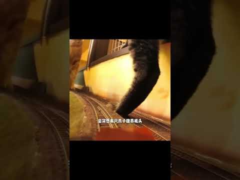 艺术在抖音当猫咪遇上小火车会产生怎样的结……@满级&沙雕&笑料库 #沙雕 #满级 #名场面 #红眼 #搞笑 #迷惑行为 #艺术 #失败瞬间 #shorts